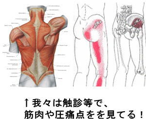 筋肉